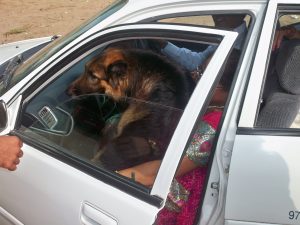 harase-perro de mi marido que vivió 8 años, metiendose en el coche el día de nuestra boda en India