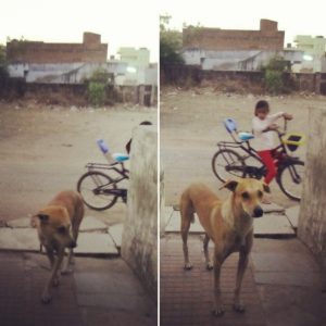 perros-callejeros-en-india con los que tu mascota tendrá que lidiar y tener cuidado, ya que está muertos de hambre... Este es un perro callejero que venia siempre a pedir comida